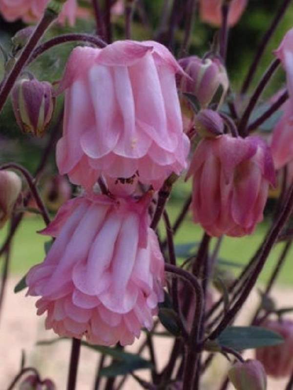 Shangrala's Beautiful Rare Flowers 4