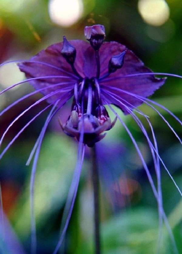 Shangrala's Beautiful Rare Flowers 4