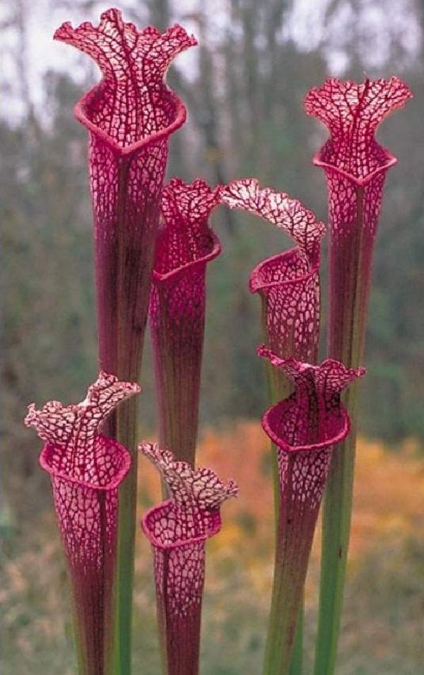 Shangrala's Beautiful Rare Flowers 4