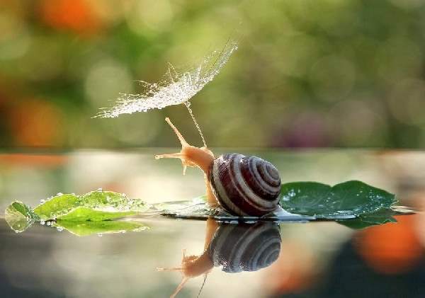 Shangrala's Magical Tiny Snails