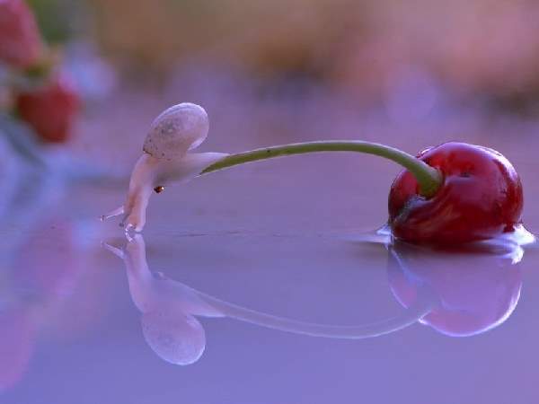 Shangrala's Magical Tiny Snails