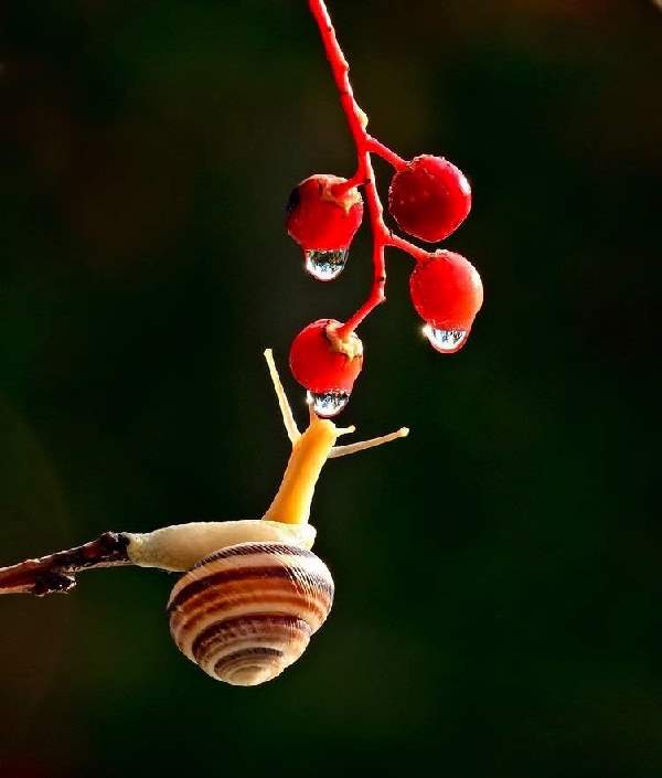 Shangrala's Magical Tiny Snails