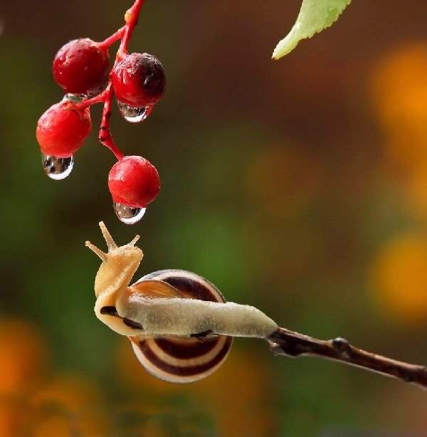 Shangrala's Magical Tiny Snails