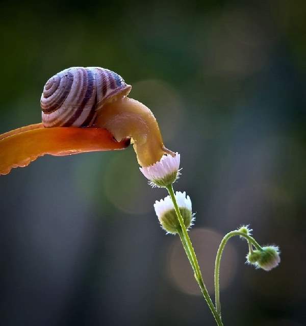 Shangrala's Magical Tiny Snails