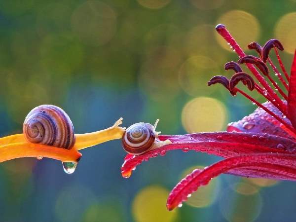 Shangrala's Magical Tiny Snails