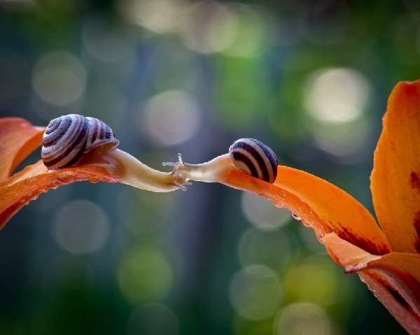 Shangrala's Magical Tiny Snails