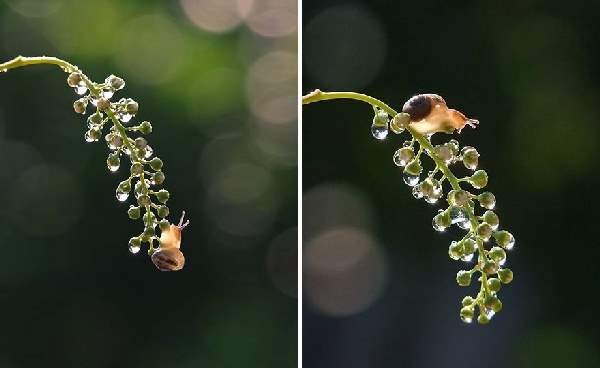 Shangrala's Magical Tiny Snails