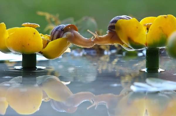 Shangrala's Magical Tiny Snails