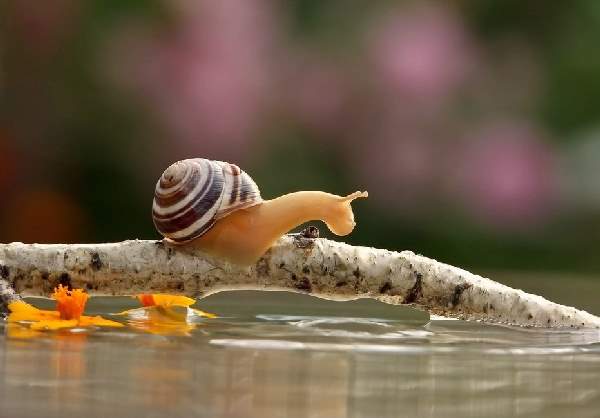 Shangrala's Magical Tiny Snails