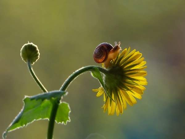 Shangrala's Magical Tiny Snails