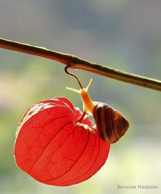 Shangrala's Magical Tiny Snails