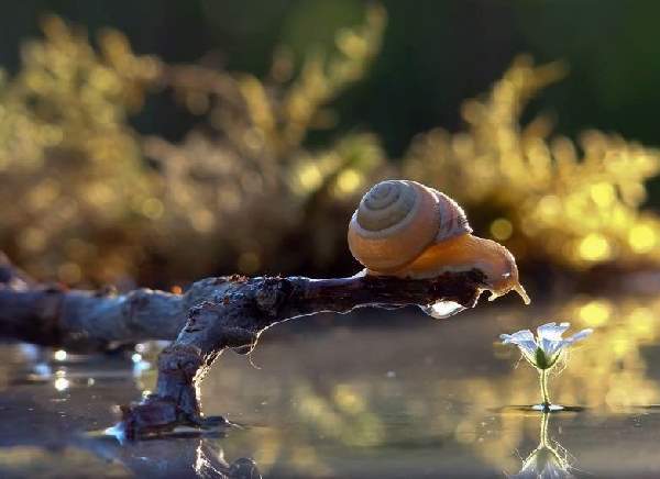 Shangrala's Magical Tiny Snails