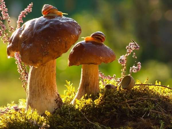 Shangrala's Magical Tiny Snails