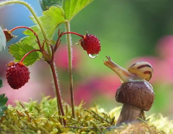 Shangrala's Magical Tiny Snails