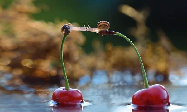 Shangrala's Magical Tiny Snails