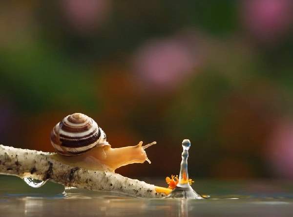 Shangrala's Magical Tiny Snails