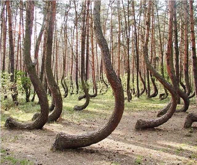 Shangrala's World's Beautiful Trees