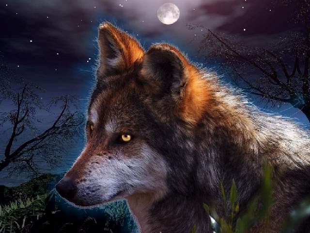 Shangrala's Beautiful Wolves