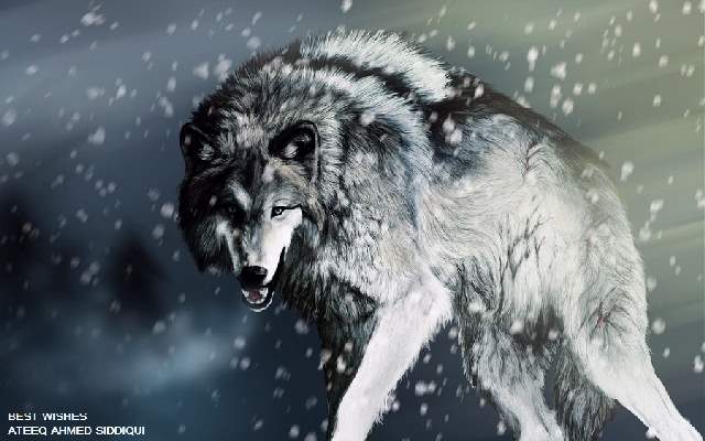 Shangrala's Beautiful Wolves