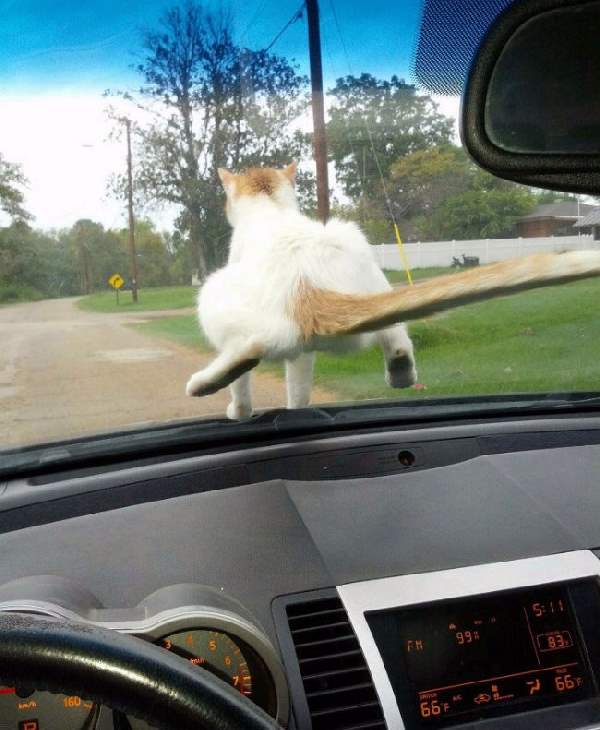 Shangrala's Cat Owner Tips