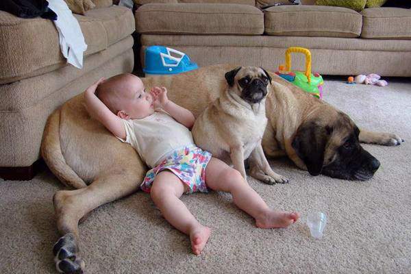 Shangrala's Kids With Animals 2