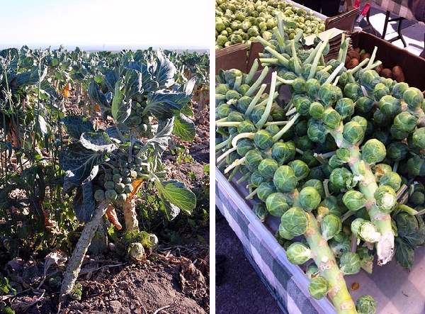 Shangrala's Growing Fruits And Veggies