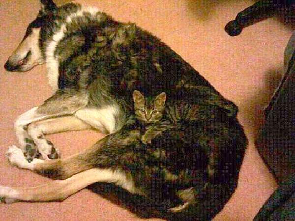 Shangrala's Pets In Camouflage
