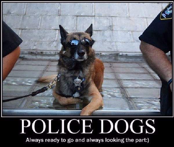 Shangrala's Police Dogs