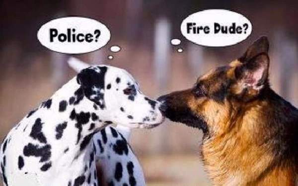 Shangrala's Police Dogs