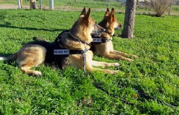 Shangrala's Police Dogs