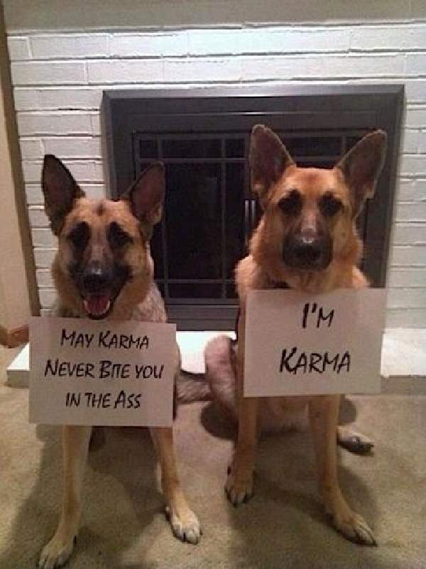 Shangrala's Police Dogs