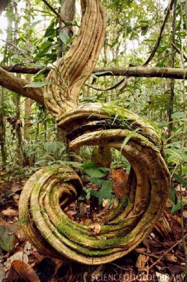 Shangrala's Most Unique Trees