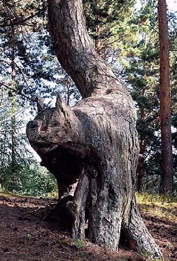 Shangrala's Most Unique Trees