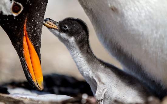 Shangrala's Sweet Baby Animals!