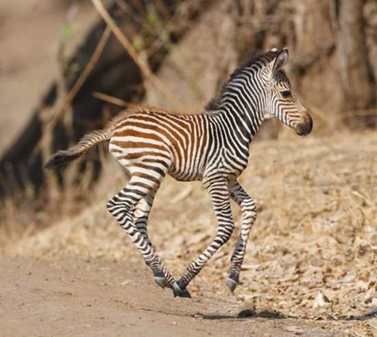 Shangrala's Sweet Baby Animals!