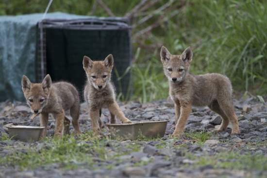 Shangrala's Sweet Baby Animals!