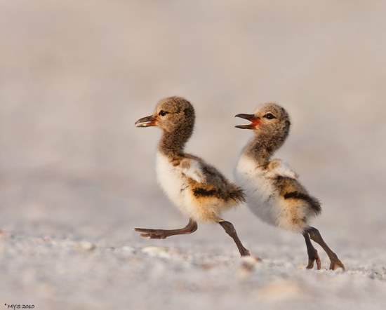 Shangrala's Sweet Baby Animals!