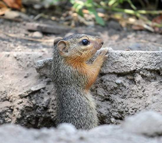 Shangrala's Sweet Baby Animals!