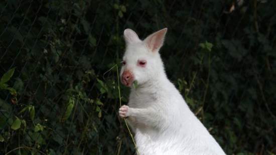 Shangrala's Sweet Baby Animals!