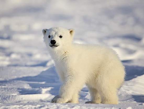 Shangrala's Sweet Baby Animals!