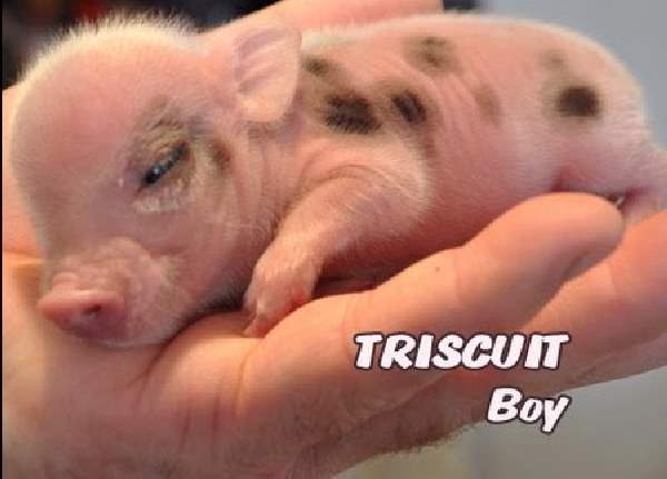Shangrala's Hand-Sized Baby Animals