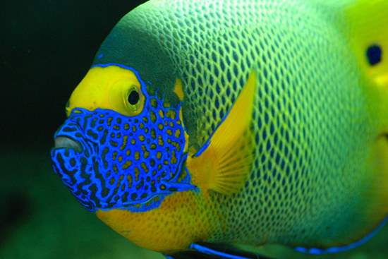 Shangrala's Colorful Fish