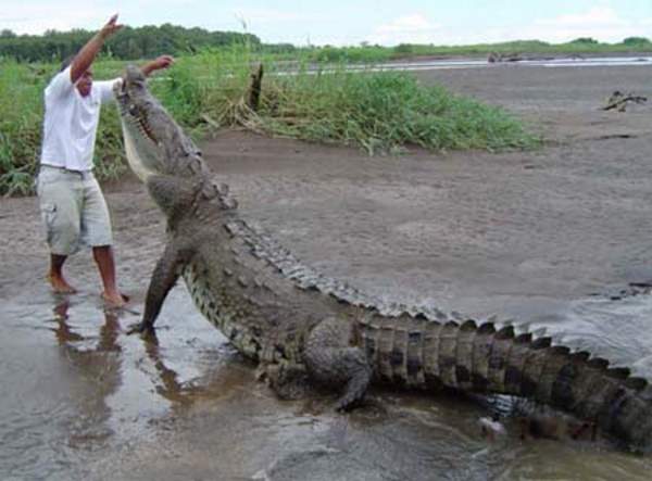 Shangrala's The Crocodile Man