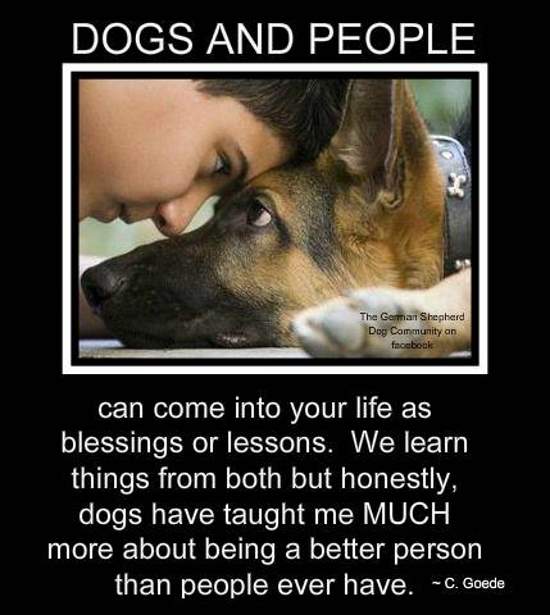 Shangrala's Military Dogs 2