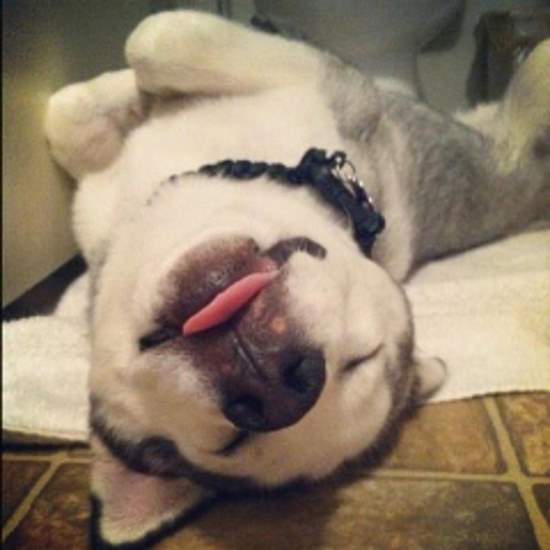 Shangrala's Dog-Tired Dogs