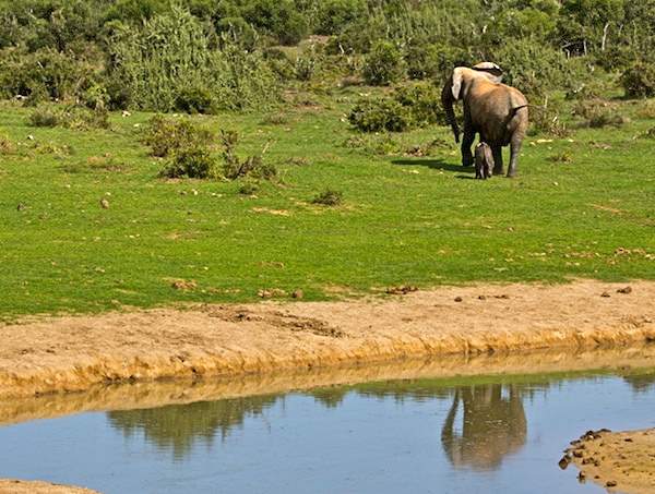 Shangrala's Elephant Rescue 4