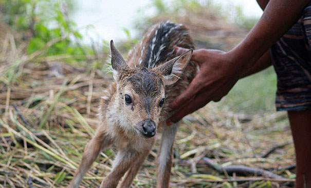 Shangrala's Deer Rescue 2