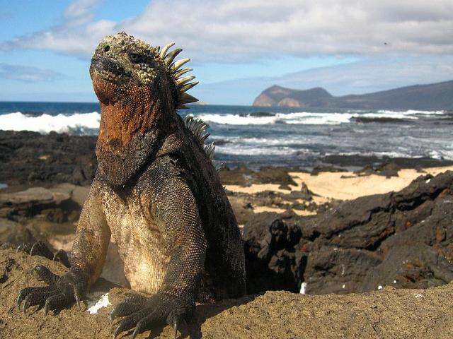 Shangrala's Beautiful Galapagos Islands