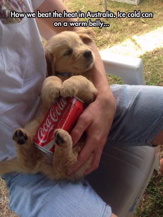 Shangrala's Dog Days Of Summer 2