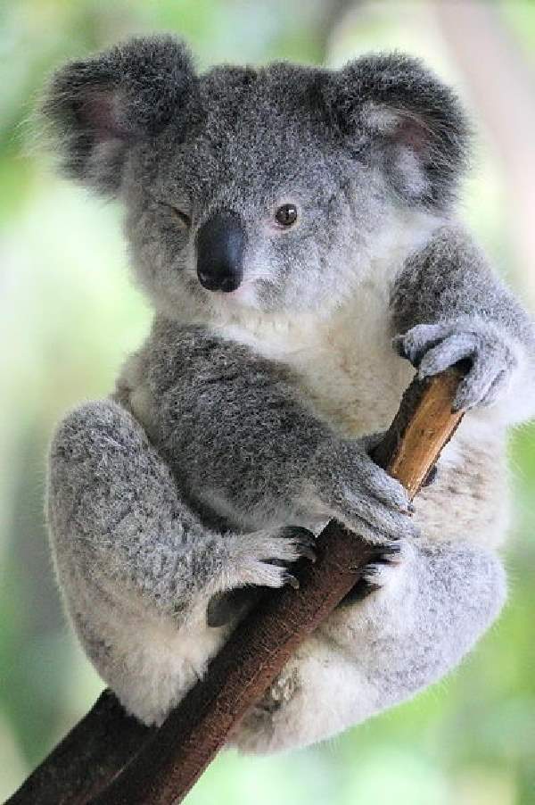 Shangrala's Koalas Up Close